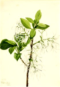 Mary Vaux Walcott - Fringe Tree (Chionanthus virginica) - 1970.355.478 - Smithsonian American Art Museum