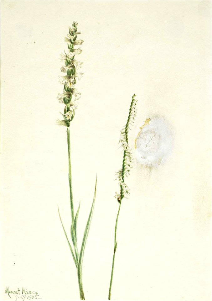 Mary Vaux Walcott - Nodding Ladies-Tresses (Ibidium cernum) - 1970.355.343 - Smithsonian American Art Museum