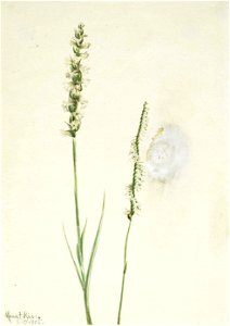Mary Vaux Walcott - Nodding Ladies-Tresses (Ibidium cernum) - 1970.355.343 - Smithsonian American Art Museum