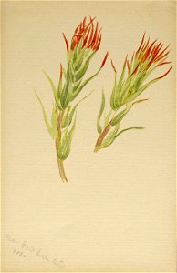 Mary Vaux Walcott - (Untitled-Plant Study) - 1970.355.760 - Smithsonian American Art Museum