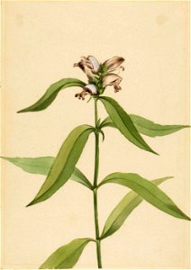 Mary Vaux Walcott - Turtlehead (Chelone glabra) - 1970.355.68 - Smithsonian American Art Museum