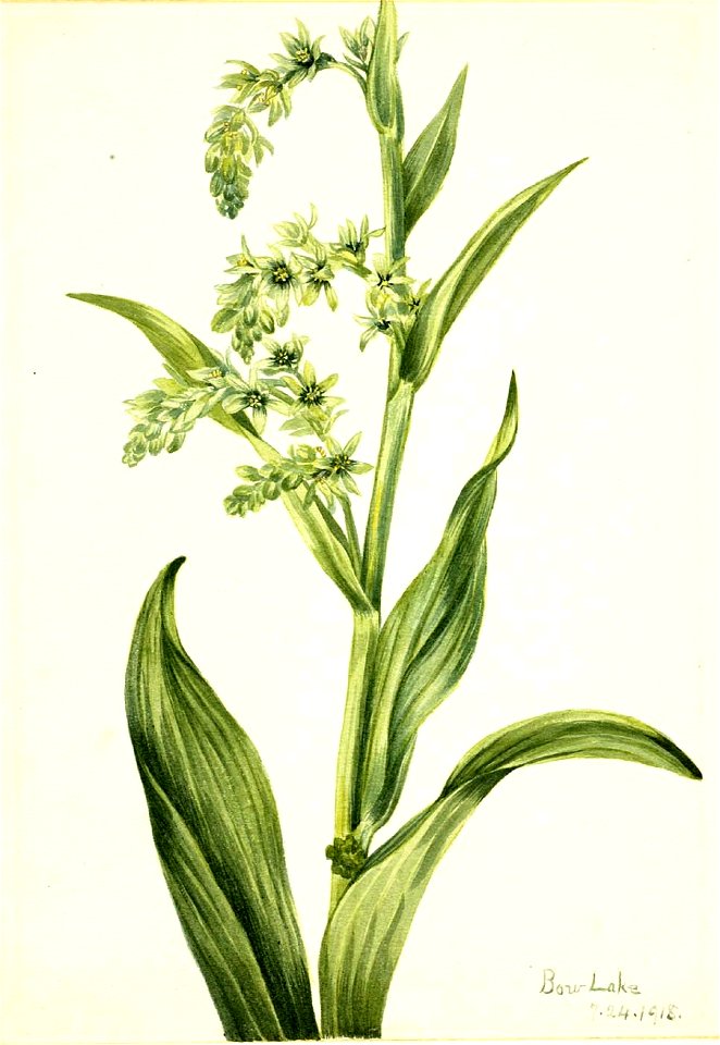 Mary Vaux Walcott - Green Bear Cabbage (Veratrum viride) - 1970.355.512 - Smithsonian American Art Museum