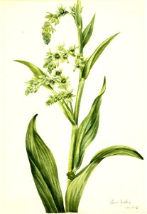 Mary Vaux Walcott - Green Bear Cabbage (Veratrum viride) - 1970.355.512 - Smithsonian American Art Museum