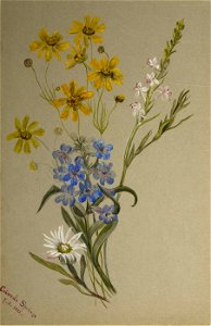Mary Vaux Walcott - (Untitled, Group of Flowers) - 1970.355.11 - Smithsonian American Art Museum