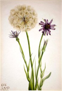 Mary Vaux Walcott - Salsify (Tragopogon porrifolius) - 1970.355.332 - Smithsonian American Art Museum
