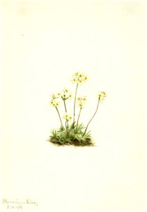 Mary Vaux Walcott - Sweet Androsace (Androsace carinata) - 1970.355.445 - Smithsonian American Art Museum