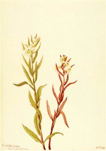 Mary Vaux Walcott - Pedicularis raremosa - 1970.355.143 - Smithsonian American Art Museum. Free illustration for personal and commercial use.