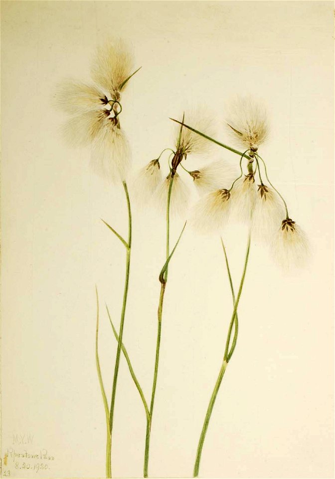 Mary Vaux Walcott - Tassel Cottongrass (Eriophorum angustifolium) - 1970.355.649 - Smithsonian American Art Museum