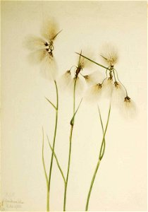Mary Vaux Walcott - Tassel Cottongrass (Eriophorum angustifolium) - 1970.355.649 - Smithsonian American Art Museum