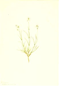 Mary Vaux Walcott - Arenaria formosa - 1970.355.205 - Smithsonian American Art Museum