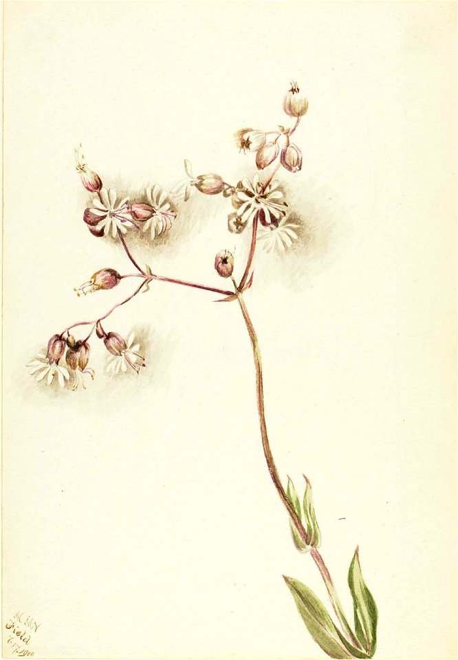 Mary Vaux Walcott - Bladder Campion (Silene latifolia) - 1970.355.155 - Smithsonian American Art Museum