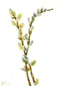Mary Vaux Walcott - Pussy Willow (Salix discolor) - 1970.355.460 - Smithsonian American Art Museum