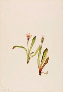 Mary Vaux Walcott - False Dandelion (Agoseris carnea) - 1970.355.28 - Smithsonian American Art Museum
