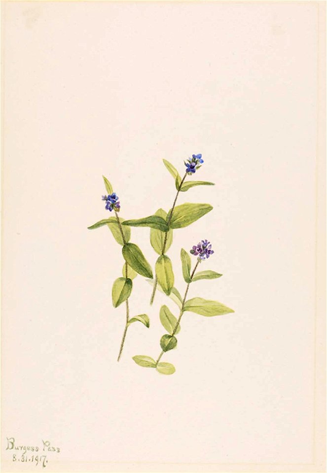 Mary Vaux Walcott - Veronica wormskjoldii - 1970.355.32 - Smithsonian American Art Museum