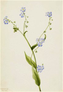 Mary Vaux Walcott - Bur-forget-me-not (Lappula diffusa) - 1970.355.688 - Smithsonian American Art Museum