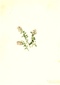 Mary Vaux Walcott - Mountain Cranberry (Vaccinium vitisidaea minus) - 1970.355.531 - Smithsonian American Art Museum