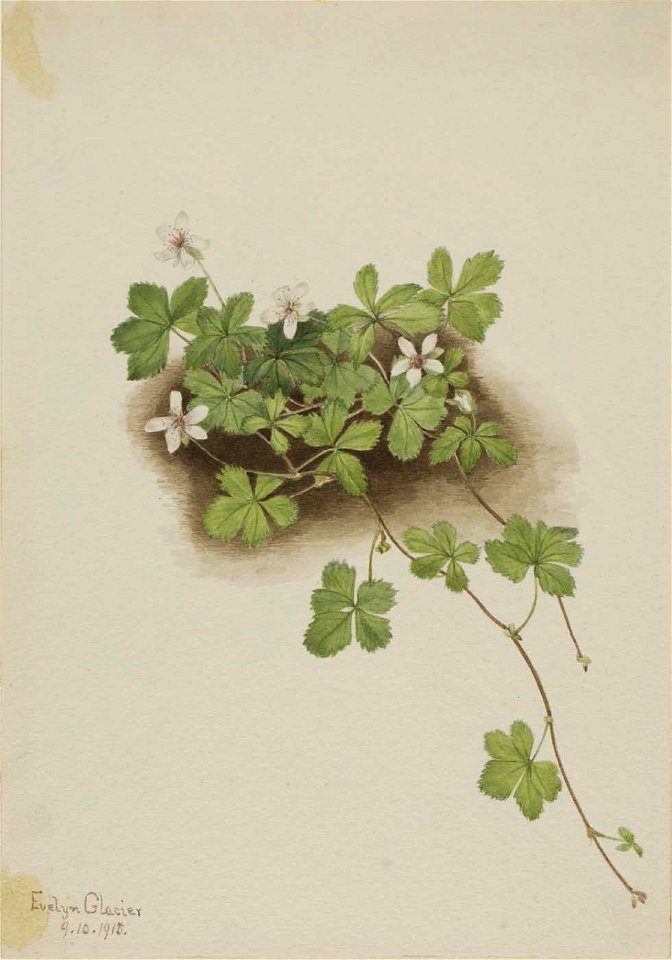 Mary Vaux Walcott - Red Dewberry (Rubus pedatus) - 1970.355.630 - Smithsonian American Art Museum