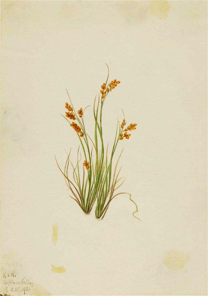 Mary Vaux Walcott - Golden Sedge (Carex aurea) - 1970.355.618 - Smithsonian American Art Museum