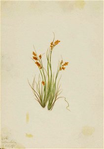 Mary Vaux Walcott - Golden Sedge (Carex aurea) - 1970.355.618 - Smithsonian American Art Museum