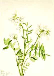 Mary Vaux Walcott - Sweetvetch (Hedysarum mackenzii) - 1970.355.435 - Smithsonian American Art Museum