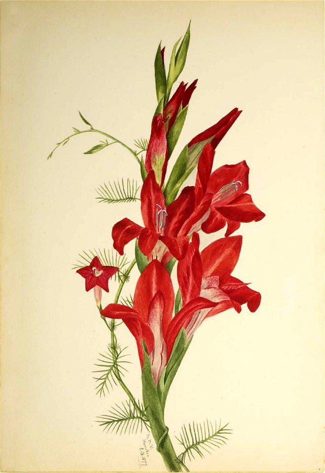 Mary Vaux Walcott - Cannas and Cypress Vine (Canna species and Ipomoea quamoclit) - 1970.355.753 - Smithsonian American Art Museum
