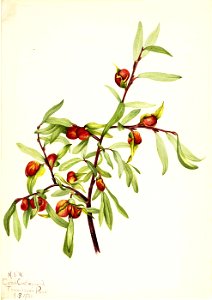 Mary Vaux Walcott - Untitled-Plant Study - 1970.355.236 - Smithsonian American Art Museum