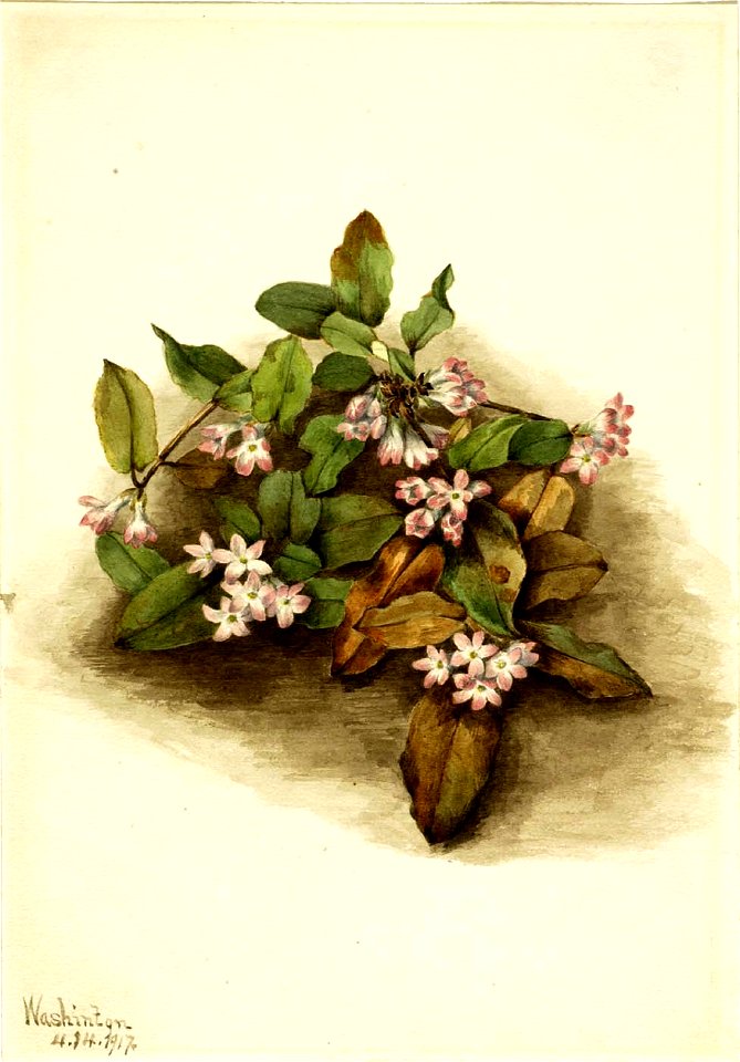 Mary Vaux Walcott - Trailing Arbutus (Epigaea repens) - 1970.355.464 - Smithsonian American Art Museum