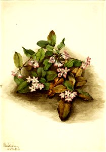 Mary Vaux Walcott - Trailing Arbutus (Epigaea repens) - 1970.355.464 - Smithsonian American Art Museum