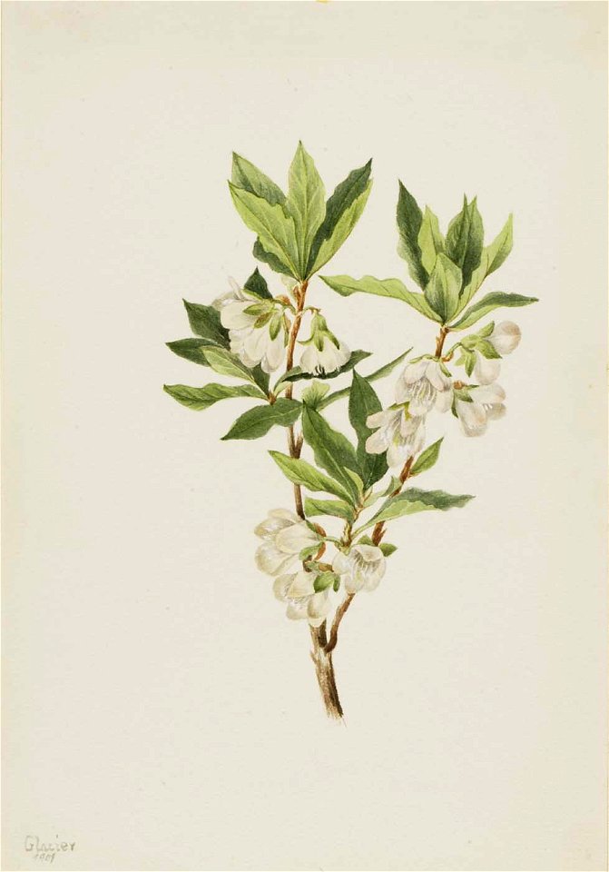 Mary Vaux Walcott - Rocky Mountain Rhododendron (Rhododendron albiflorum) - 1970.355.642 - Smithsonian American Art Museum