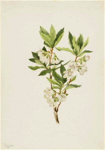 Mary Vaux Walcott - Rocky Mountain Rhododendron (Rhododendron albiflorum) - 1970.355.642 - Smithsonian American Art Museum