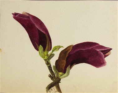 Mary Vaux Walcott - (Untitled-Flower Study) - 1970.355.795 - Smithsonian American Art Museum