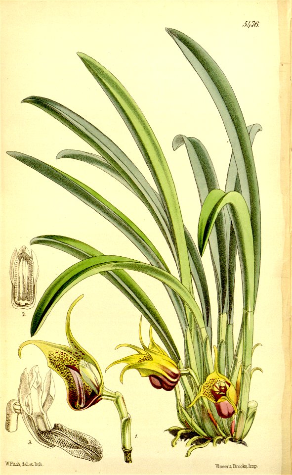 Masdevallia civilis - Curtis' 90 (Ser. 3 no. 20) pl. 5476 (1864)