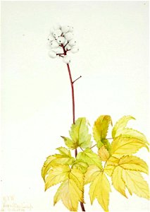 Mary Vaux Walcott - Ivory Baneberry (Actaea arguta) - 1970.355.414 - Smithsonian American Art Museum