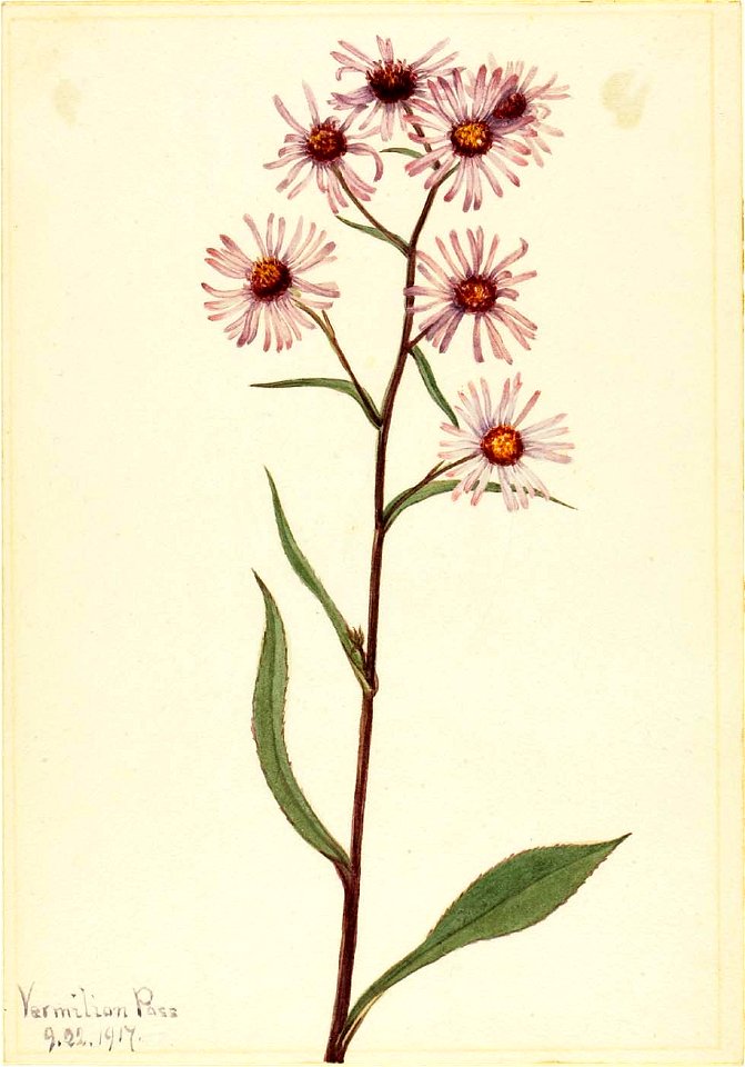 Mary Vaux Walcott - Showy Aster (Aster conspicuus) - 1970.355.182 - Smithsonian American Art Museum