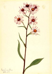 Mary Vaux Walcott - Showy Aster (Aster conspicuus) - 1970.355.182 - Smithsonian American Art Museum