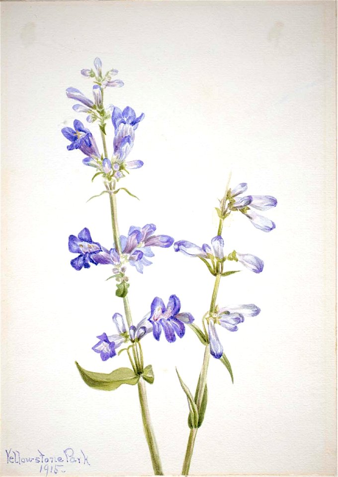Mary Vaux Walcott - Blue Beard-Tongue (Pentstemon) - 1970.355.195 - Smithsonian American Art Museum