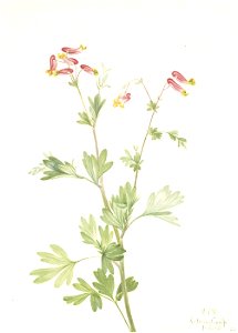 Mary Vaux Walcott - Pink Fumeroot (Capnoides sempervirens) - 1970.355.344 - Smithsonian American Art Museum. Free illustration for personal and commercial use.