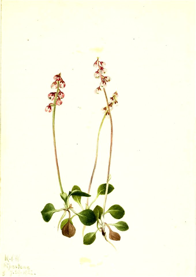 Mary Vaux Walcott - Small Pyrola (Pyrola minor) - 1970.355.510 - Smithsonian American Art Museum