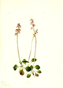 Mary Vaux Walcott - Small Pyrola (Pyrola minor) - 1970.355.510 - Smithsonian American Art Museum