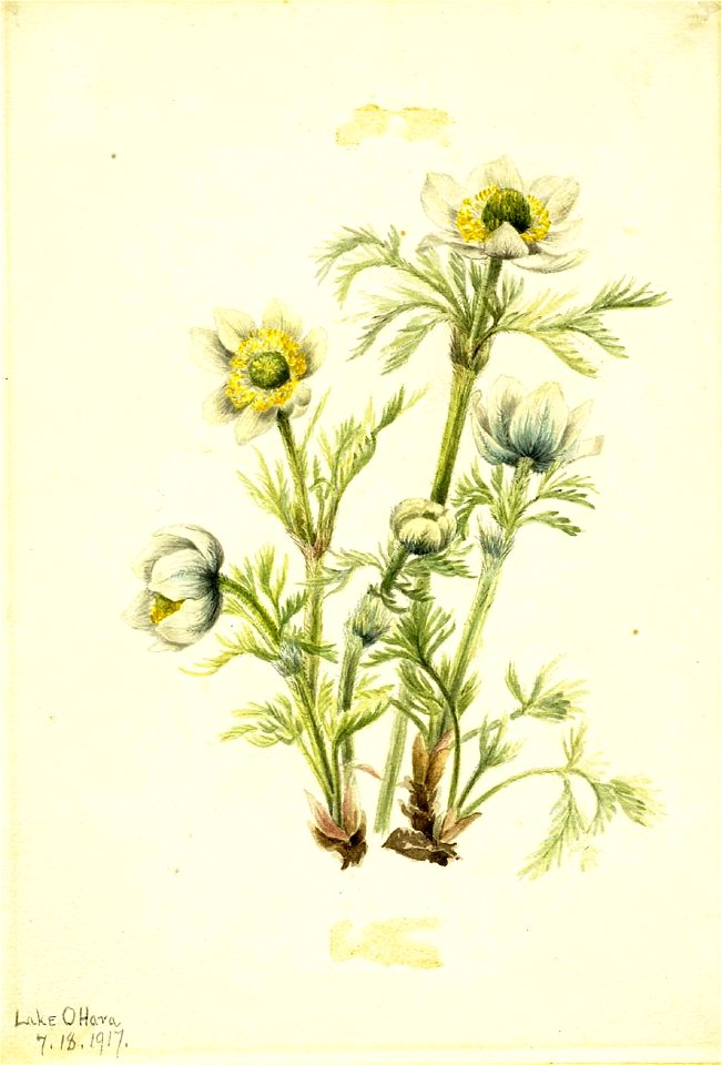 Mary Vaux Walcott - Plume Anemone (Pulsatilla occidentalis) - 1970.355.501 - Smithsonian American Art Museum
