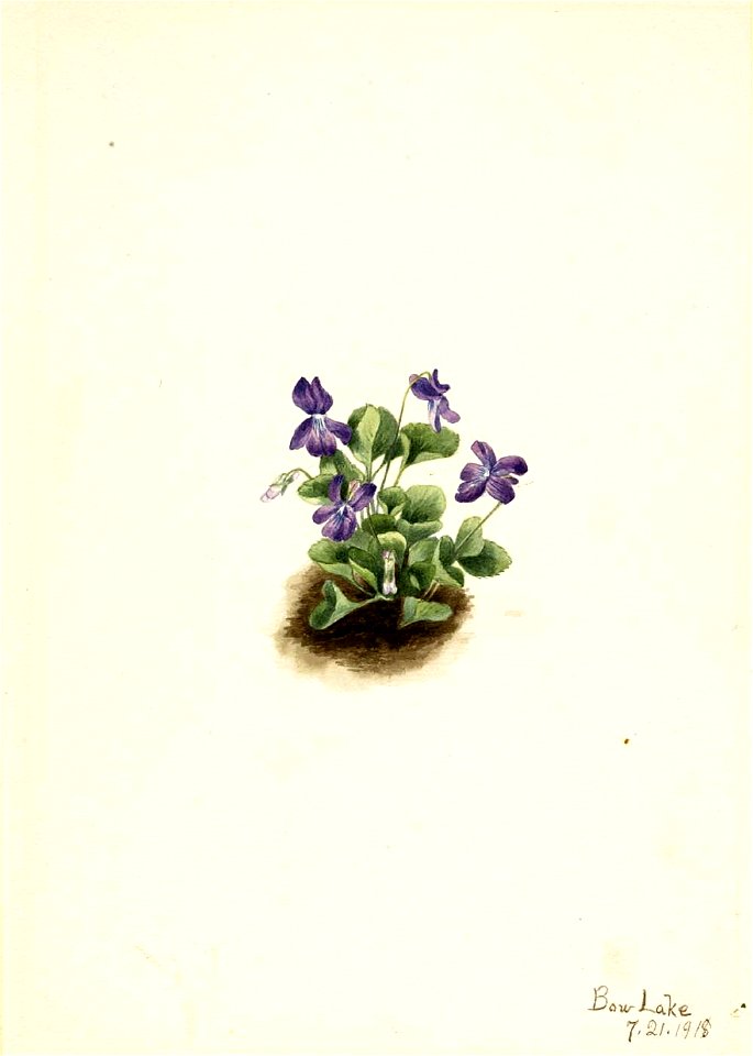Mary Vaux Walcott - Purple Mountain Violet (Viola adunca) - 1970.355.519 - Smithsonian American Art Museum
