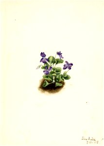 Mary Vaux Walcott - Purple Mountain Violet (Viola adunca) - 1970.355.519 - Smithsonian American Art Museum