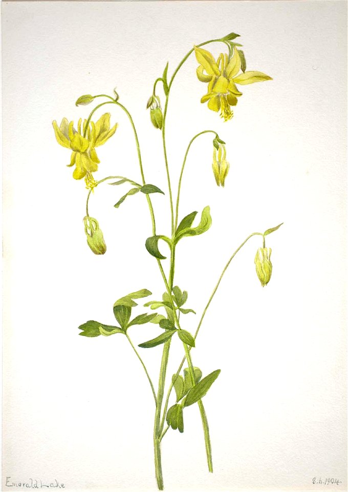 Mary Vaux Walcott - Untitled-Plant Study - 1970.355.240 - Smithsonian American Art Museum