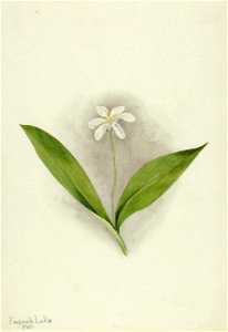 Mary Vaux Walcott - Queencup (Clintonia uniflora) - 1970.355.150 - Smithsonian American Art Museum