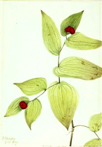 Mary Vaux Walcott - Fairy-Bells (Disporum trachycarpum) - 1970.355.285 - Smithsonian American Art Museum