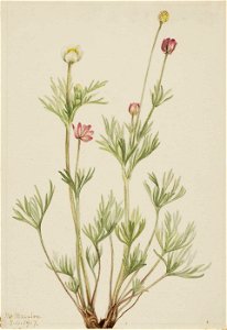 Mary Vaux Walcott - Globe Anemone (Anemone globosa) - 1970.355.628 - Smithsonian American Art Museum