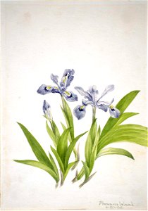 Mary Vaux Walcott - Crested Iris (Iris cristata) - 1970.355.374 - Smithsonian American Art Museum