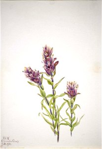 Mary Vaux Walcott - Rose Paintbrush (Castilleja pallida) - 1970.355.388 - Smithsonian American Art Museum