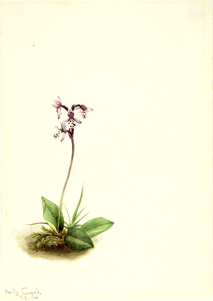 Mary Vaux Walcott - Orchis (Orchis rotundifolia) - 1970.355.288 - Smithsonian American Art Museum