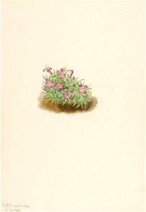 Mary Vaux Walcott - Carpet Pink (Silene acaulis) - 1970.355.104 - Smithsonian American Art Museum. Free illustration for personal and commercial use.